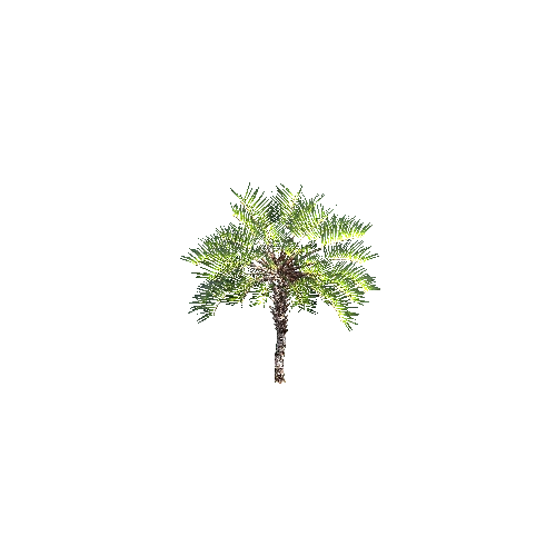 CurlyPalm01 (1)